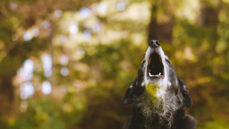 Un bărbat a ucis câinele vecinilor pentru că lătra prea mult Ce pedeapsă a primit